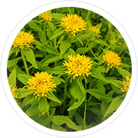 rhodiola 1